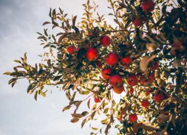 Appels van de fruitboer